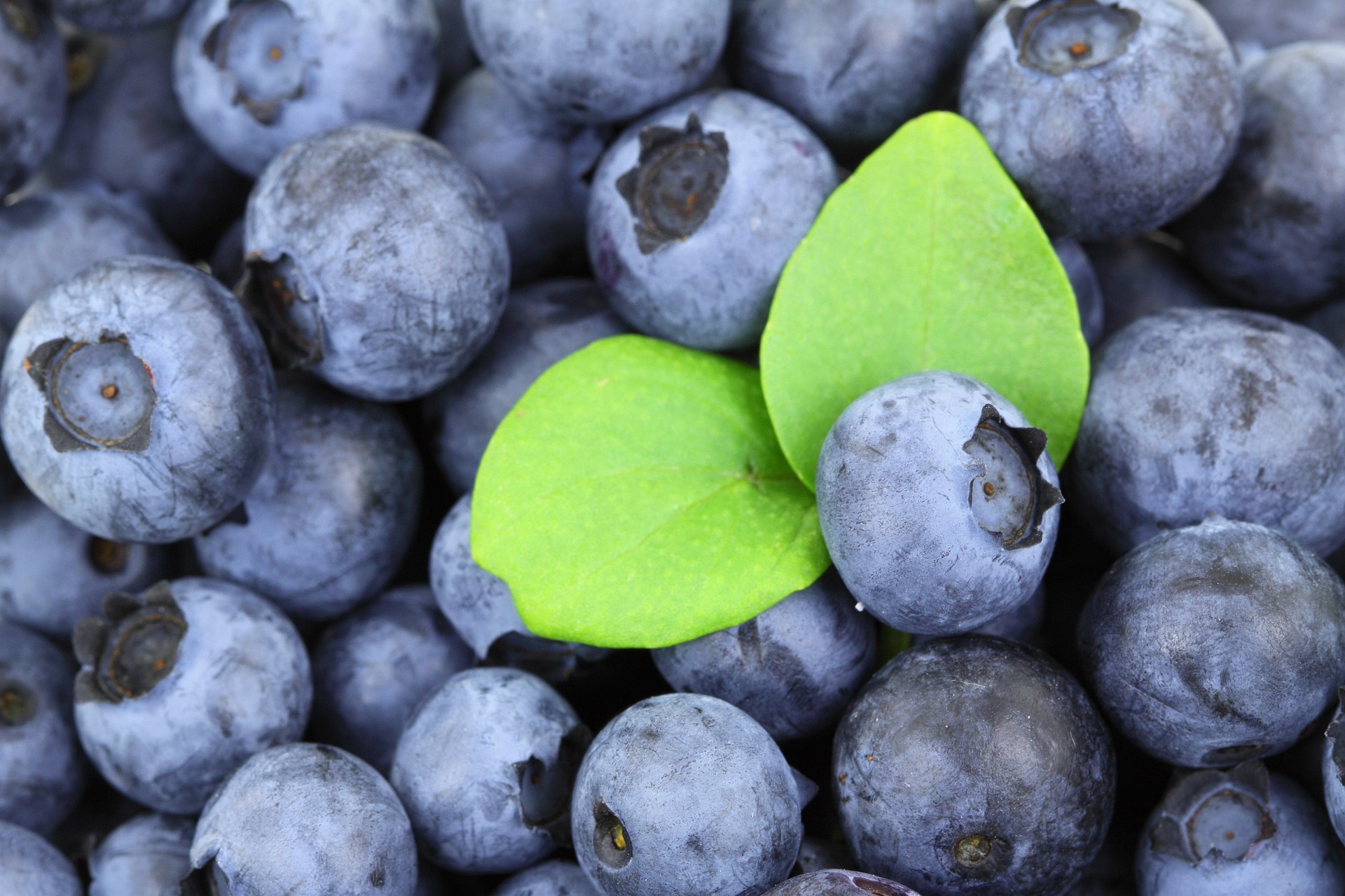 publicdomainpictures berries 2281 1920